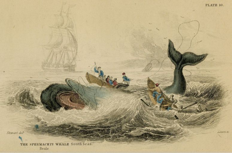 1833 whaling jardine
